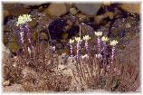 POINT LOBOS